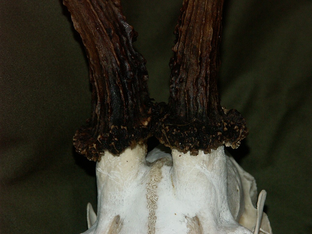 PICT2231.JPG
